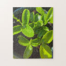 Search for spring puzzles Green