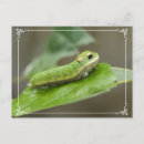 Search for caterpillar postcards Flowers