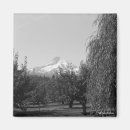 Search for hooded magnets Photography