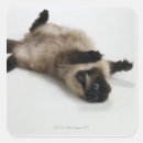 Search for photo studio stickers Fun