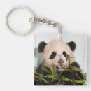 Search for giant key rings Animals