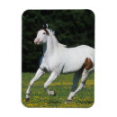 Search for grassy magnets Horse