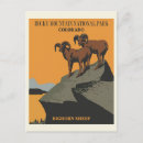 Search for bighorn sheep postcards Nature