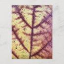 Search for fall leaves design postcards Pattern