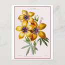 Search for hibiscus flower postcards Floral