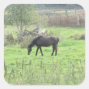 Search for pasture stickers Farm