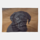 Search for labrador tea towels Dog