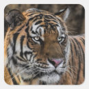 Search for wildcat stickers Tiger