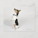 Search for loyalty postcards Studio shot
