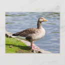 Search for british wildlife postcards Bird