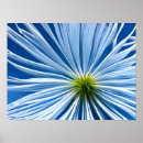 Search for big flower posters Nature