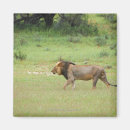 Search for panthera magnets Full length