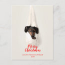Search for daschund puppy postcards Cute