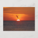 Search for anna maria island postcards Sun