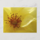 Search for yellow rose postcards Closeup