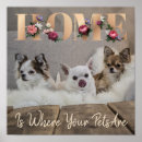 Search for shih tzu puppy posters Dog