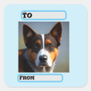 Search for blue heeler stickers Dog