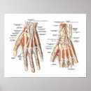 Search for hand anatomy posters Human
