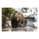 Search for cool bear art Animal