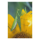 Search for a bugs life posters Insect