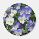 Search for pansy magnets Flower
