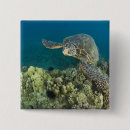 Search for invertebrate badges Ocean