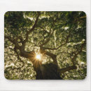 Search for sunstar Forest