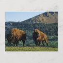 Search for waterton postcards Alberta