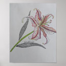 Search for tiger lily Drawing