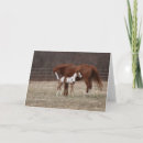 Search for quarter horse cards Animal