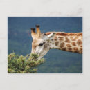 Search for eats postcards Africa
