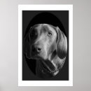 Search for intensive posters Animals