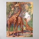 Search for camelopardalis posters Africa