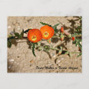 Search for mallow postcards Nature