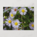 Search for fall flowers postcards Nature