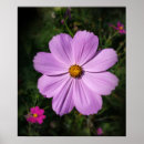 Search for bright flowers posters Black