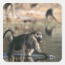 Search for baboons stickers Animals in the wild