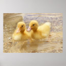 Search for cute duck posters Wildlife