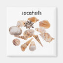Search for shell pictures magnets Shells