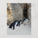 Search for penguin postcards Bird