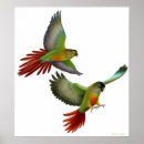 Search for green cheek conures posters Green cheeked conure