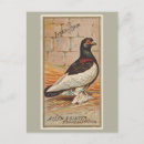 Search for tweeting postcards Birds