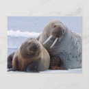 Search for arctic ocean postcards Clouds
