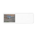 Search for blue jay return address labels Nature