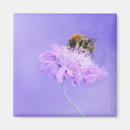 Search for bumble magnets Bee