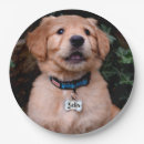 Search for puppy plates Lab