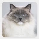 Search for ragdoll cats stickers Animals