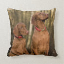 Search for vizsla cushions Pet