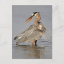 Search for blue heron postcards Birds