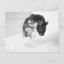 Search for bear lady postcards Teddy